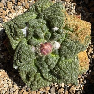 亀甲牡丹,アリオカルプス,アリオカルプス ゴジラ,多肉植物,サボテンの花の画像