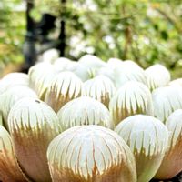 ハオルチア オブツーサ,多肉植物,多肉ベビー,いただいた！,小さい庭の画像