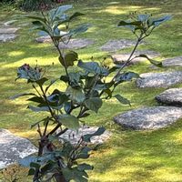 アオキの画像
