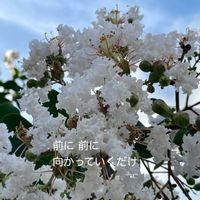 サルスベリ,花のある暮らしの画像