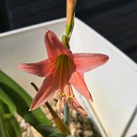 アマリリス,庭の画像