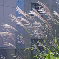 アジサイ,オミナエシ,コムラサキ,植物園,山野草の画像