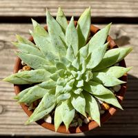 ファンファーレ,多肉植物,鉢植え,植え替え,セデベリア属の画像