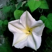 ユウガオ,夕顔,プランター,小さな庭の画像