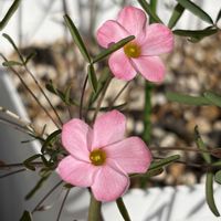 オキザリス,秋咲きオキザリス,Oxalis Peach kiss,Oxalis Peach kiss,Oxalis Peach kissの画像