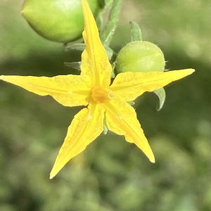 ミニトマト,ミニトマト,癒し,美味しい,庭じまいの画像
