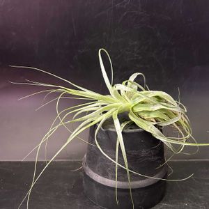 観葉植物,ブロメリア,チランジア属,珍奇植物,ティランジア属の画像
