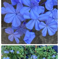 ルリマツリ,ブルーの花大好きです,我が家の小さな庭♡,コラージュ仲間達,庭パト楽し♡の画像