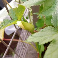 オクラ,家庭菜園,ベランダの画像