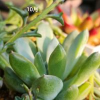 エケベリア,トリマネンシス×ラウィ,多肉植物,備忘録,自宅にての画像
