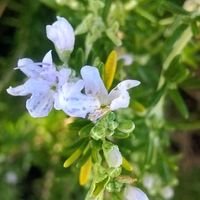 ローズマリー,ローズマリー,マメアサガオ,散歩,花のある暮らしの画像