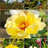バラ,ローゼル,バラ ブラスバンド,エリナ,サニーアンティークの画像