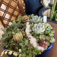 多肉箱庭,我が家のお花の画像