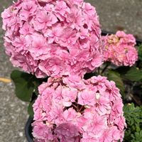 アジサイ,紫陽花,紫陽花　あじさい　アジサイの画像