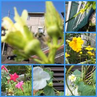 キバナコスモス,西洋アサガオ、ジプシーブライダル,白色の花,オクラ栽培,白・しろ・ホワイトの画像