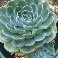 カネノナルキ,スイレン,七福神,ピーチネックレス,多肉植物の画像