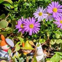 ブラキカム,夕霧草,フウロソウ,斑入りランタナ,クレマチス　白万重の画像
