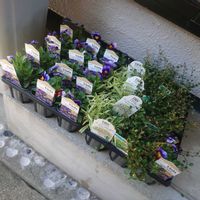 クリスマスローズ,ラナンキュラスラックス,no green no life,園芸,バラと夢CLUBの画像