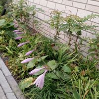 ギボウシ,ギボウシ,ローズマリー,ギボウシ（ホスタ）,ギボウシ（ホスタ）の画像