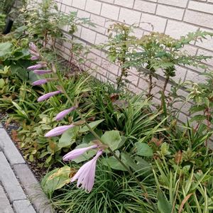 ギボウシ,ギボウシ,ローズマリー,ギボウシ（ホスタ）,ギボウシ（ホスタ）の画像