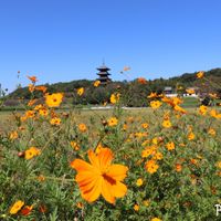キバナコスモス,秋晴れ,canon,備中国分寺,ベスパの画像