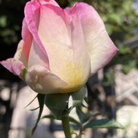クレマチス,クレマチス,クレマチス,プリンセスドゥモナコ,プリンセスドゥモナコの画像
