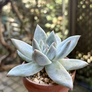 ブラックサバス,多肉植物,鉢植え,エケベリア属,ネコ好きの画像