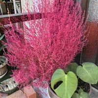 コキアの画像
