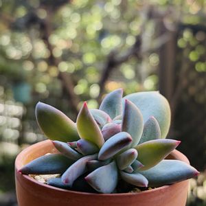 ブラックサバス,多肉植物,鉢植え,葉挿し,エケベリア属の画像