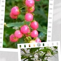 マユハケオモト,ジュズサンゴ,ジュズサンゴ,オオシロカラカサタケの画像