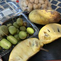 ポポー,銀杏,ポポーの実,サルナシ,サルナシ こくわの画像