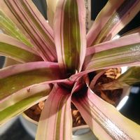 ネオレゲリア・ファイヤーボール,タンク ブロメリア,観葉植物,PR,観葉植物のある暮らしの画像