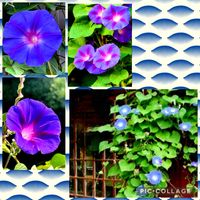 アサガオ,出勤途中で,通り道のお宅に,未だ綺麗に咲いていましたの画像