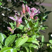 ホトトギス,花のある暮らし,庭の宿根草,花木と宿根草の庭,小さな庭の画像