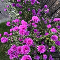 アスター,セージ,チェリーセージ,ペンタス,マムの画像