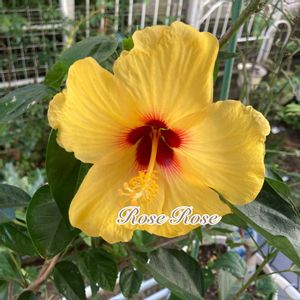 ハイビスカス,黄色,黄色の花,癒し…♡, ハイビスカスの画像