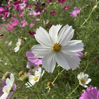 コスモス,ミニバラ,ベニバナトキワマンサク,ショウキズイセン,秋桜(コスモス)の画像