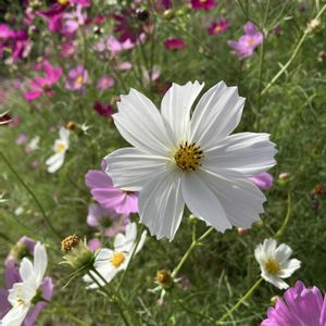 コスモス,ミニバラ,ベニバナトキワマンサク,ショウキズイセン,秋桜(コスモス)の画像