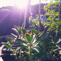 多肉植物,多肉棚,多肉のある暮らし,my garden,植中毒の画像