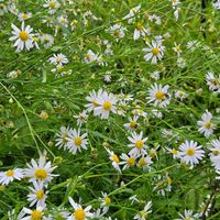 ススキ,キンエノコロ,ノハラアザミ,ハナタデ,ユウガギク(柚香菊)の画像