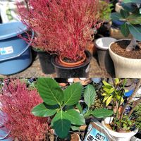 キウイ,キウイ,コキア,コキア,シクラメンの画像