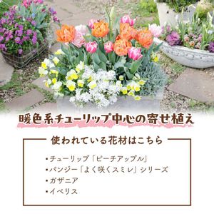 チューリップ,チューリップ,寄せ植え,ガーデニング,プランターの画像