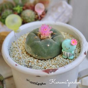 サボテン,サボテン,鳥羽玉,ロホホラ 烏羽玉,サボテンの花✨の画像