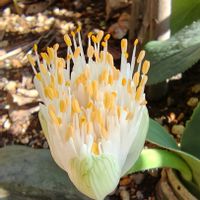 ハエマンサス,マユハケオモト,眉刷毛万年青(まゆはけおもと),地植え,はちうえの画像