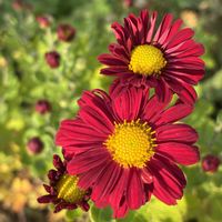 キク,季節のお花,花好き,姑の庭の画像