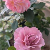ブラウンシュガー,バラ　シャルール,可愛い〜♡,ロサオリエンティス,花のある暮らしの画像