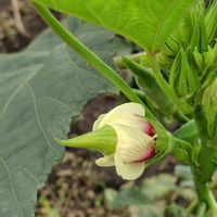 オクラ,オクラの花,散歩コース,GSに感謝。,植物観察の画像