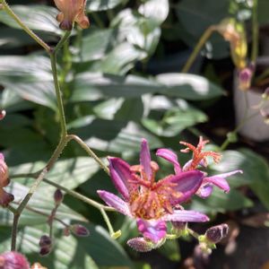 季節の花,花のある暮らし,手作りの籔,小さな庭の画像