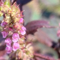 シソ,青紫蘇,赤紫蘇,紫蘇の花,散歩コースの画像