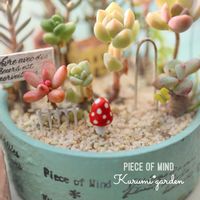 サボテン寄せ植え,多肉植物 寄せ植え,多肉植物 寄せ植え,多肉植物の寄せ植え,箱庭の画像